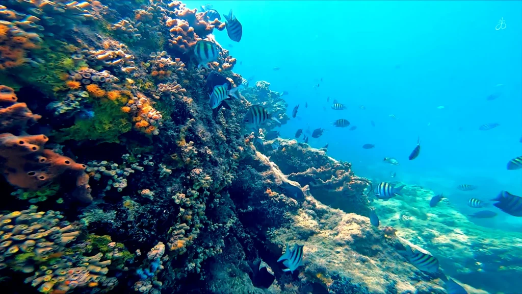 Outra visão submarina da Lagoa Azul, desta vez, mostrando recifes de corais e parte de cardumes, ecossistema do fundo do aquário natural.